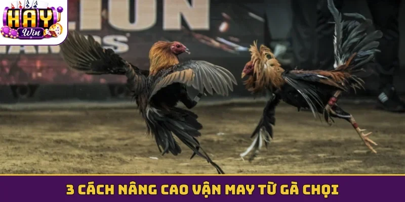 3 cách nâng cao vận may từ gà chọi