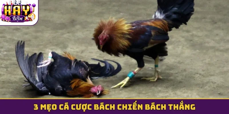 3 mẹo cá cược bách chiến bách thắng