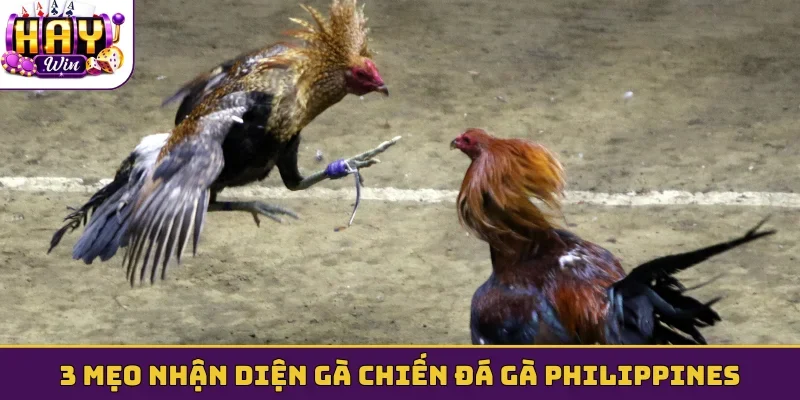 3 mẹo nhận diện gà chiến đá gà Philippines