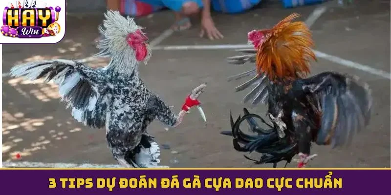 3 tips dự đoán đá gà cựa dao cực chuẩn