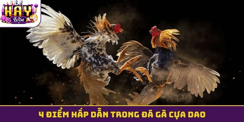 4 điểm hấp dẫn trong đá gà cựa dao