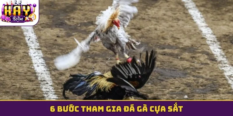 6 bước tham gia đá gà cựa sắt