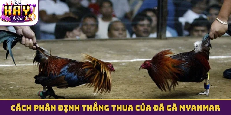 Cách phân định thắng thua của đá gà Myanmar
