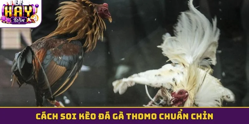 Cách soi kèo đá gà Thomo chuẩn chỉn