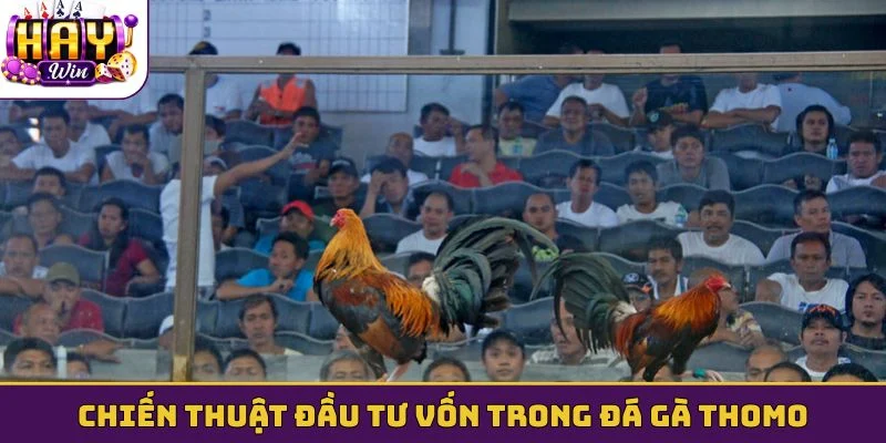Chiến thuật đầu tư vốn trong đá gà Thomo