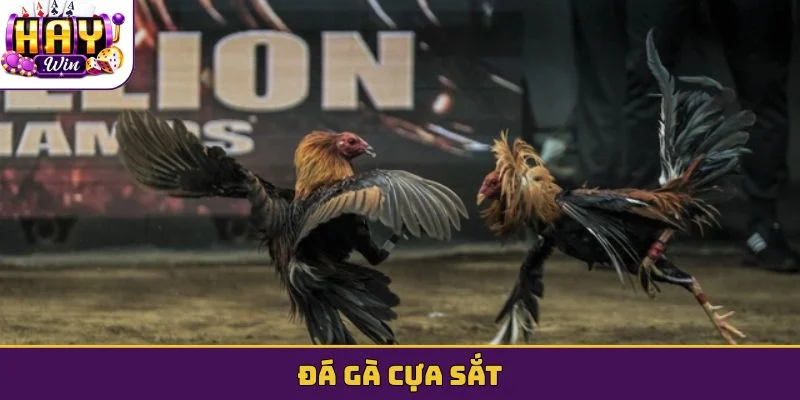 Đá gà cựa sắt