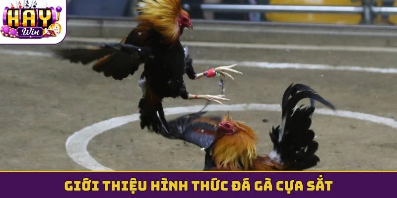 Giới thiệu hình thức đá gà cựa sắt