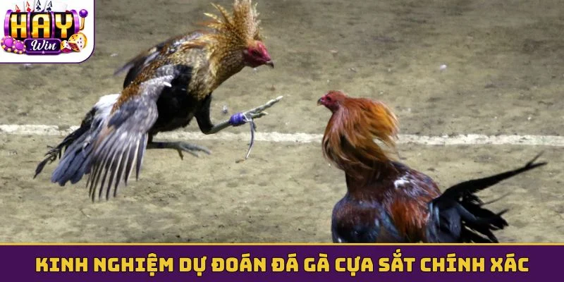 Kinh nghiệm dự đoán đá gà cựa sắt chính xác
