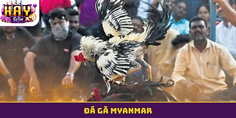 Đá gà Myanmar