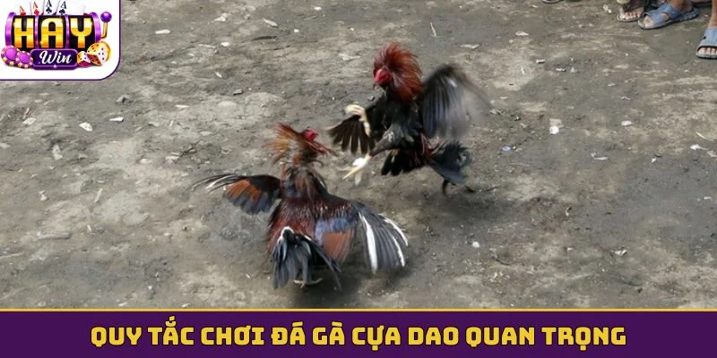 Quy tắc chơi đá gà cựa dao quan trọng