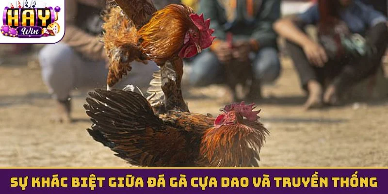 Sự khác biệt giữa đá gà cựa dao và truyền thống