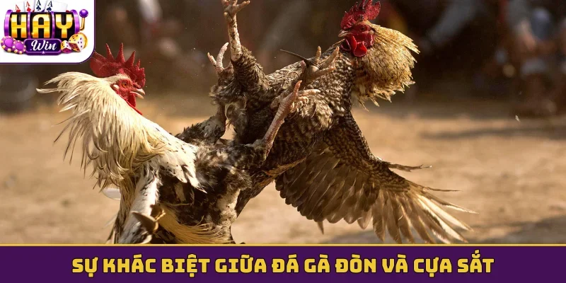 Sự khác biệt giữa đá gà đòn và cựa sắt