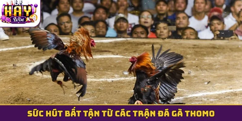 Sức hút bất tận từ các trận đá gà Thomo