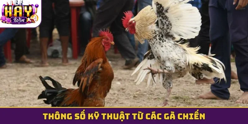 Thông số kỹ thuật từ các gà chiến