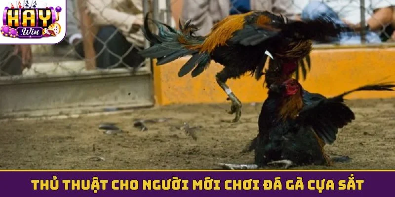 Thủ thuật cho người mới chơi đá gà cựa sắt