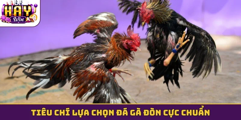 Tiêu chí lựa chọn đá gà đòn cực chuẩn
