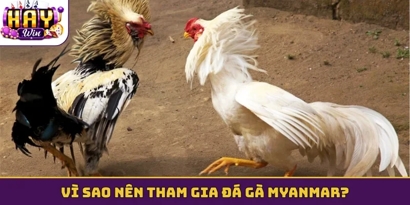Vì sao nên tham gia đá gà Myanmar?